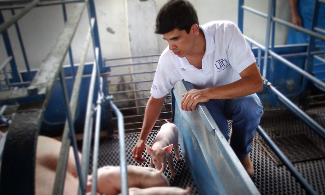 Produccion Animal